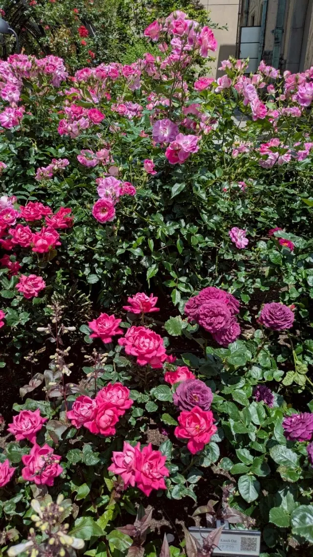 都会の真ん中で薔薇を楽しんで来ました～♡の画像_7