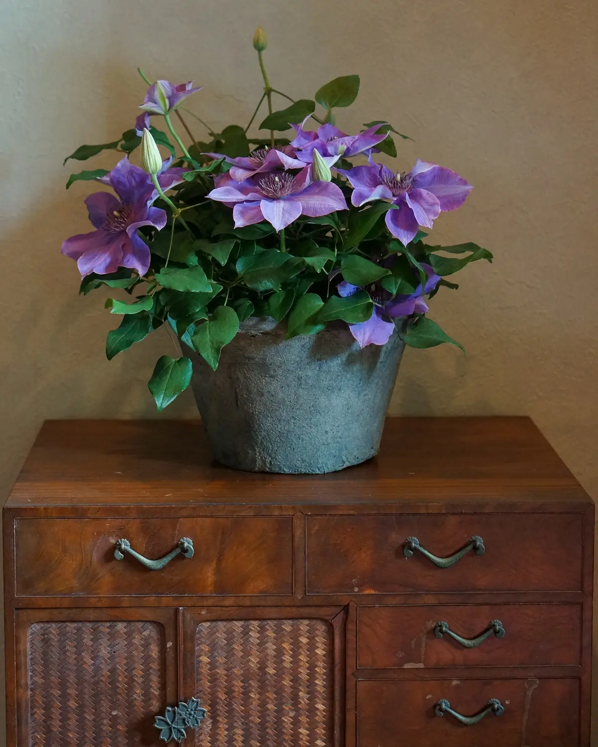 クレマチスのある暮らしの画像_3