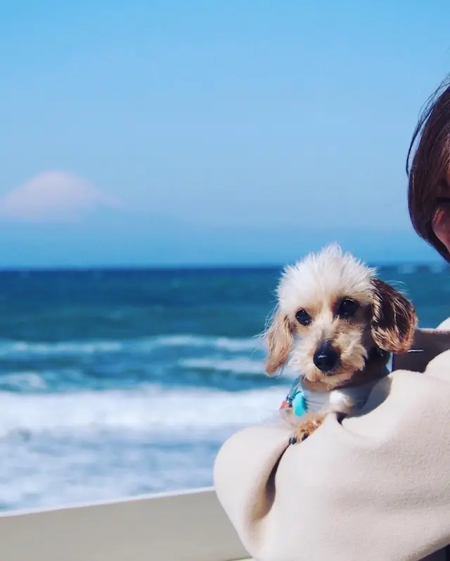 LUVITHAYAMA LUVIT　葉山　海カフェ　南葉山　秋谷海岸