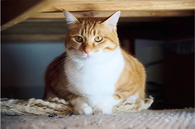 現在ダイエット 中という、6ｋｇ超えの丸いボディのむぎ。 首まわりの白い毛並みも豊か