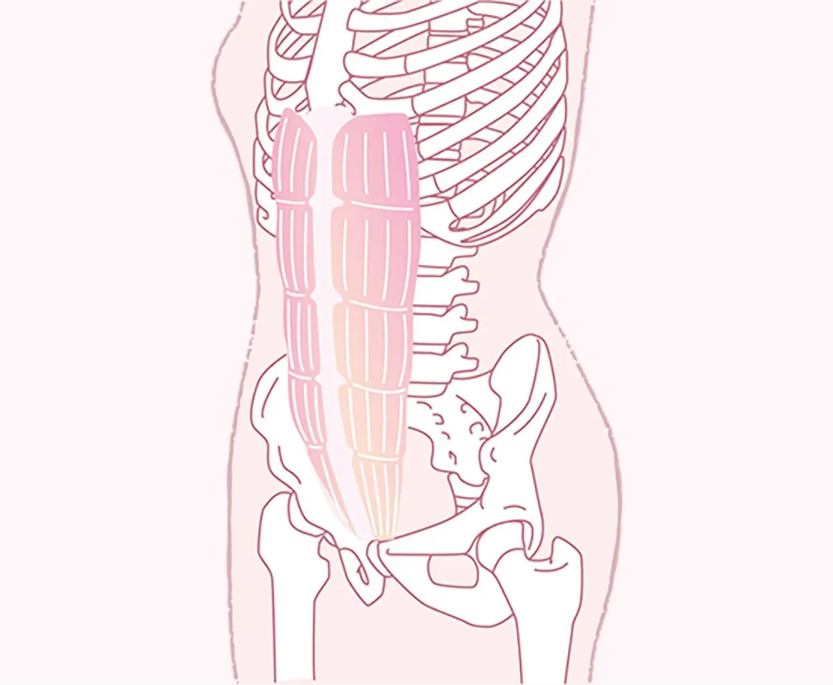 ② 腹直筋　OurAge×Webエクラ