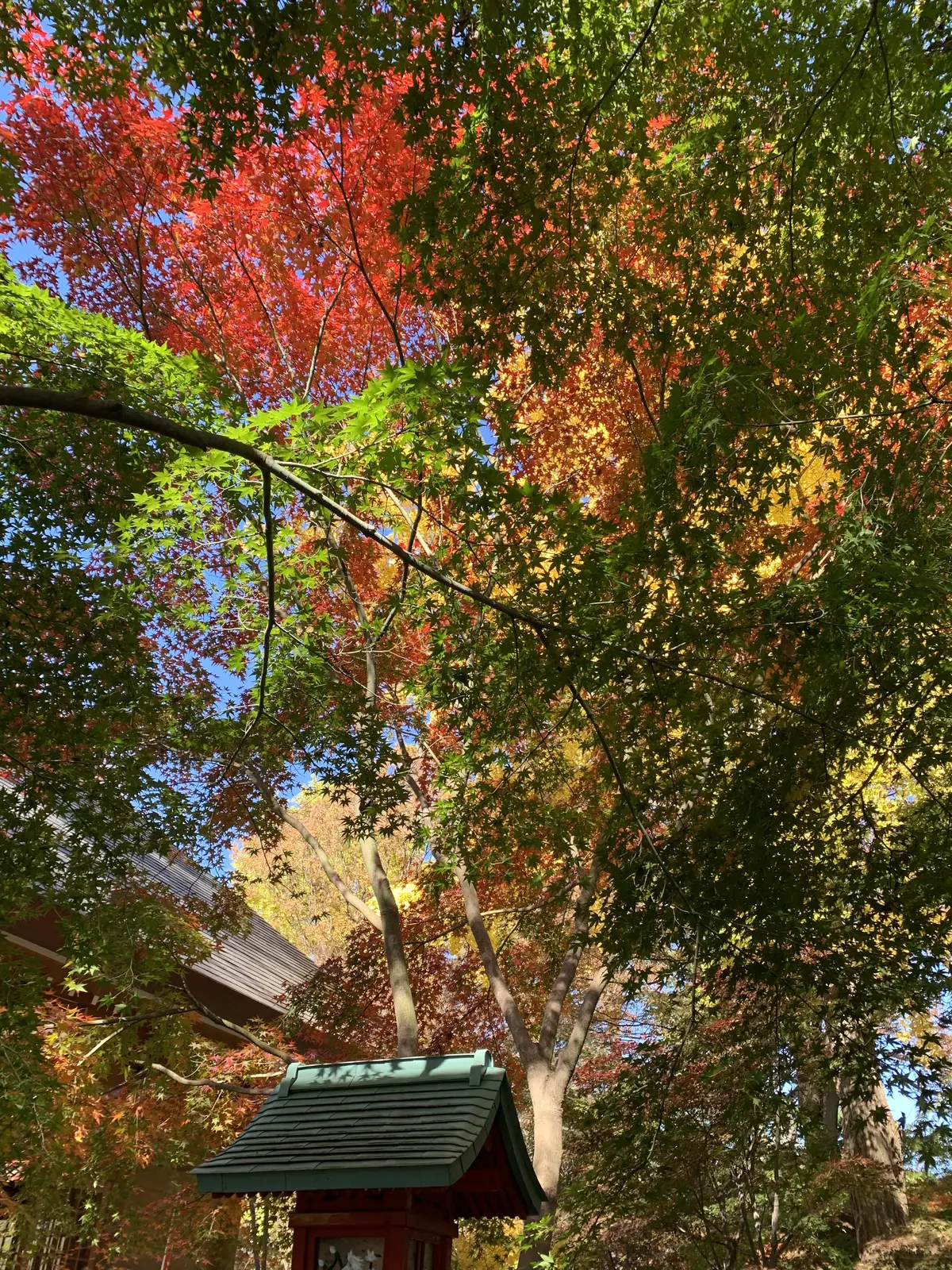 閻魔堂前に広がる紅葉