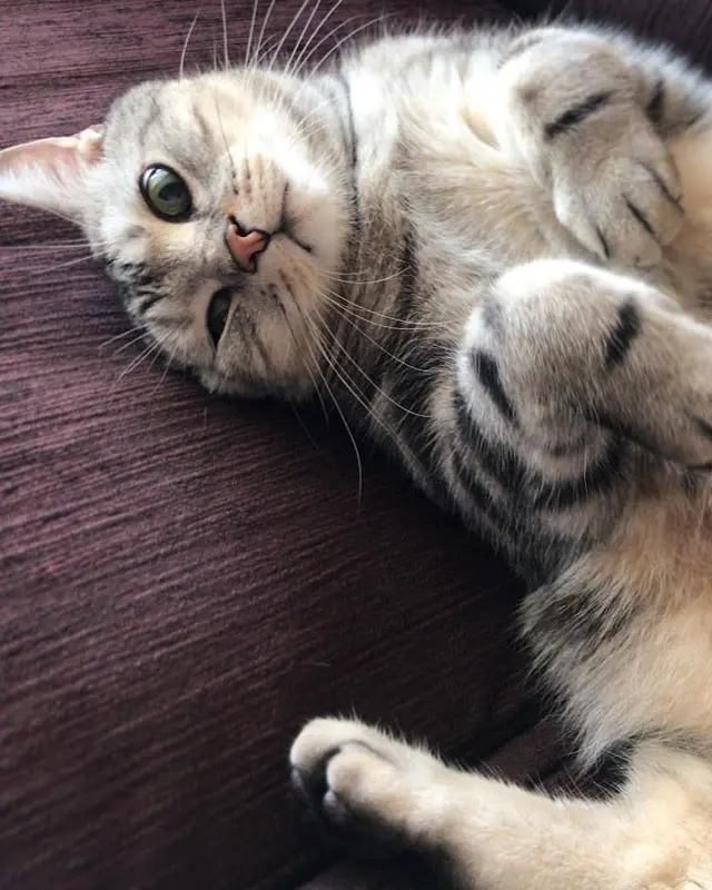 ソファで、クネクネの画像_1