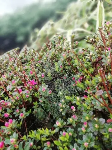 植物に張った蜘蛛の巣①
