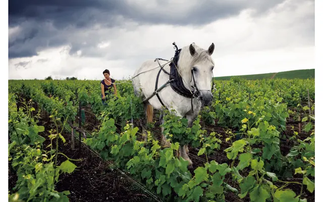 今も昔ながらの馬耕栽培を行う。馬が歩いたあとは土も軟らかく、生態系に影響を与えないという。メゾンはこの地のオーガニック栽培の先駆者でもある