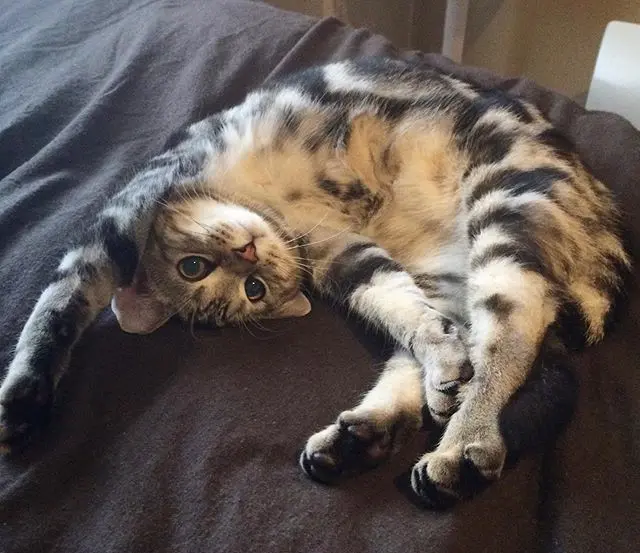 アメリカンショートヘアのアランの少年時代