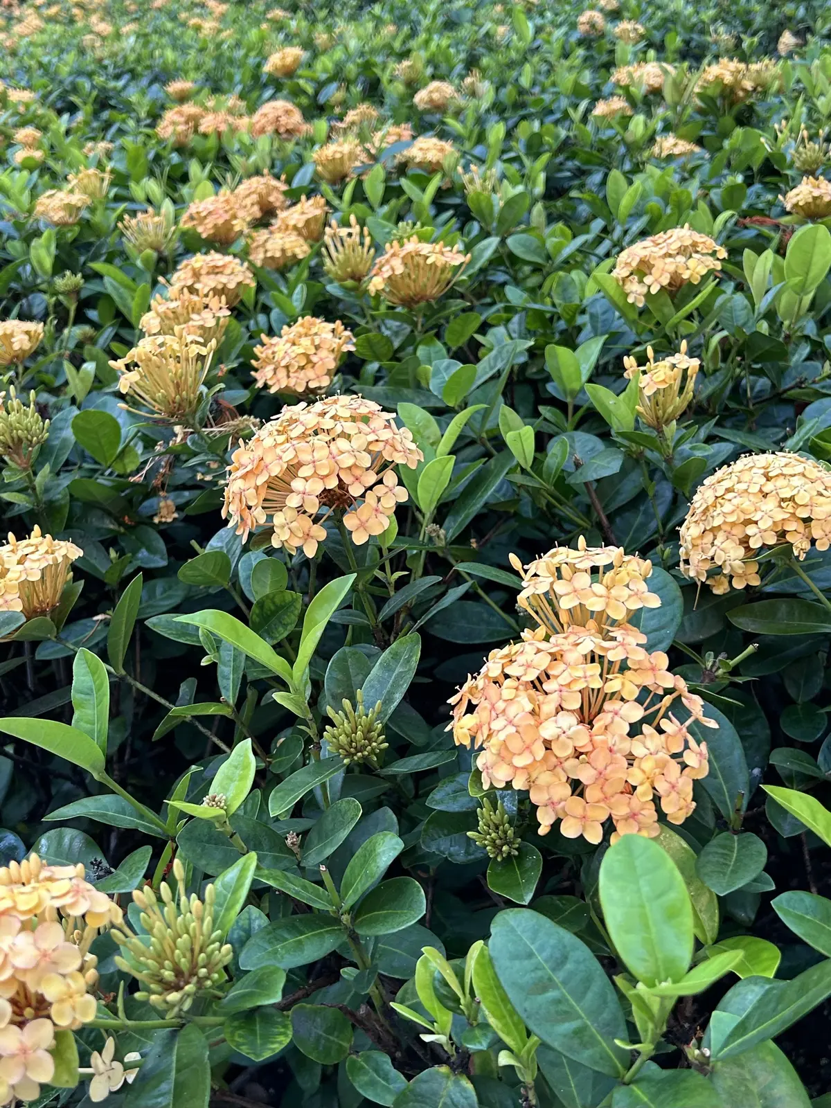 ハレクラニ　ハレクラニホテル　ブログ