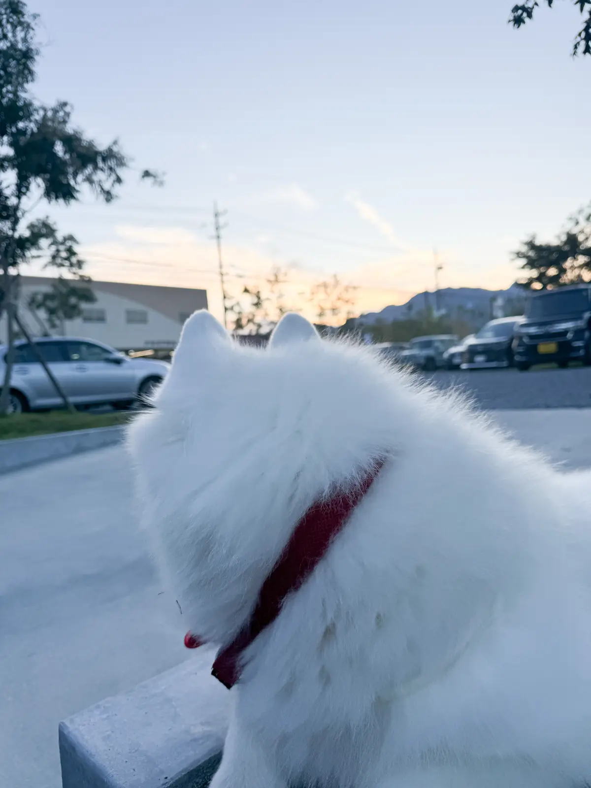 「MORE FLOWER」トレインで花癒の画像_2