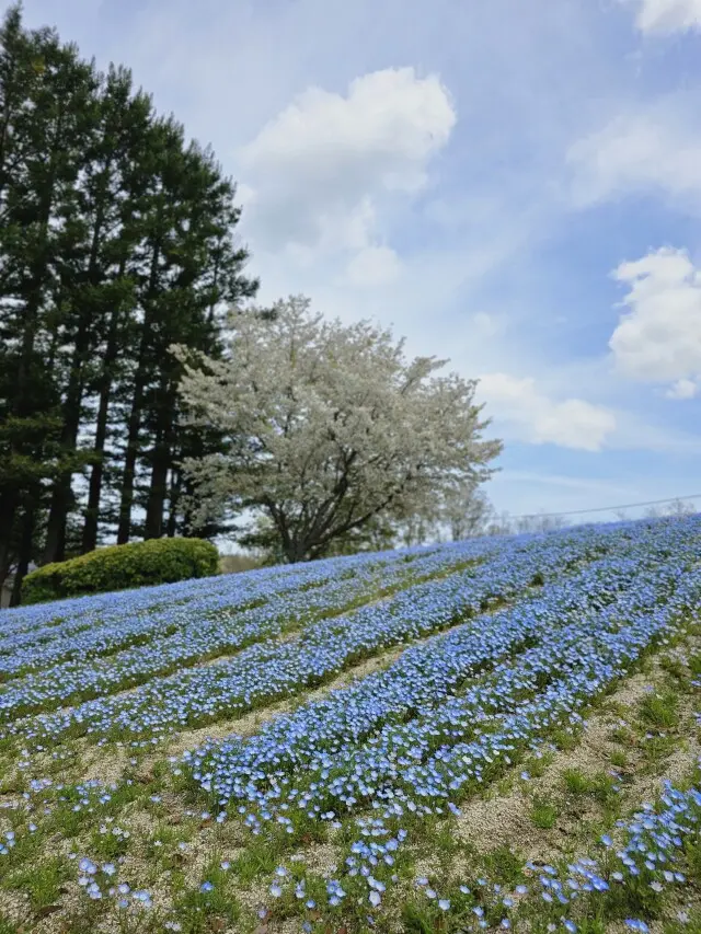 海外のような景色広がる公園の画像_2