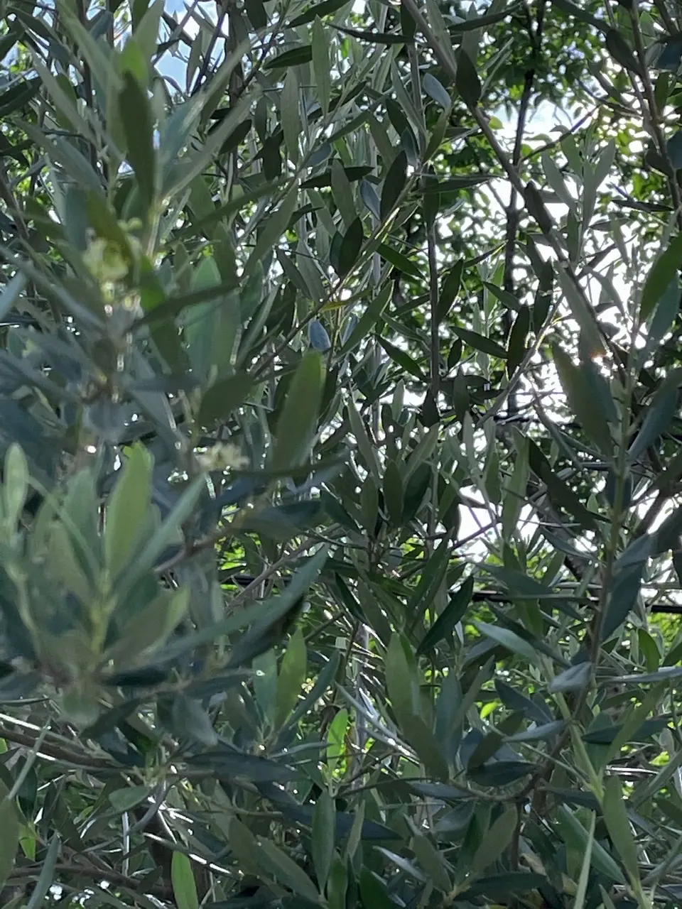 季節を楽しむ♪の画像_3