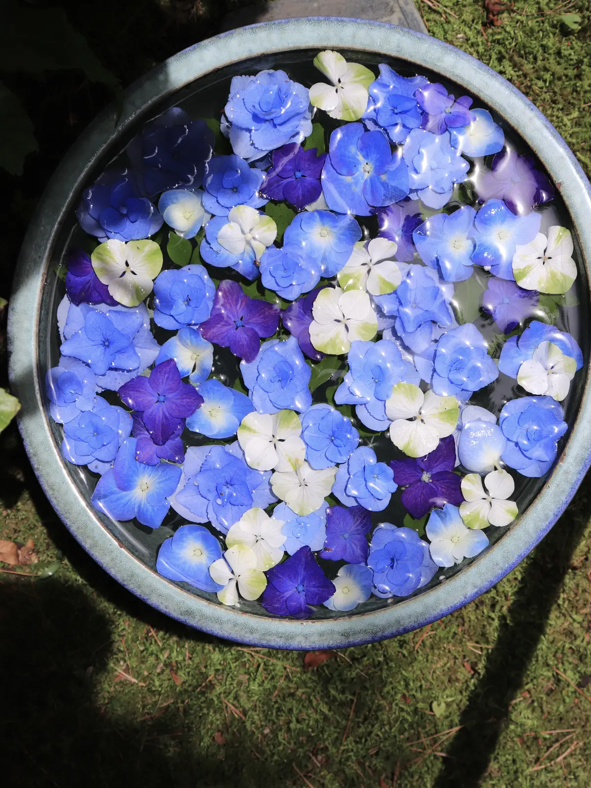 鎌倉あじさい　一条恵観山荘