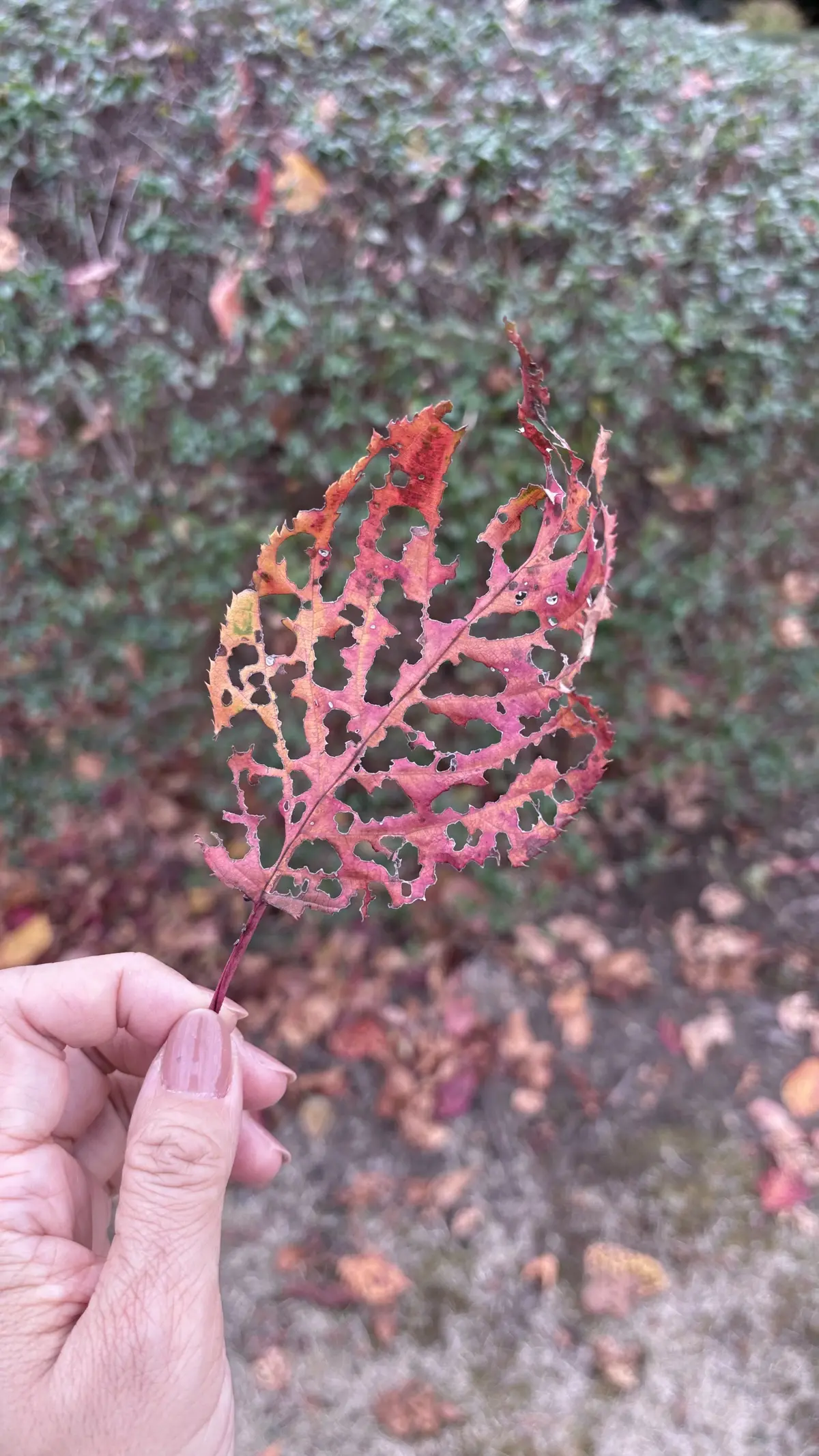 乾通り散策＊GUコーデの画像_6