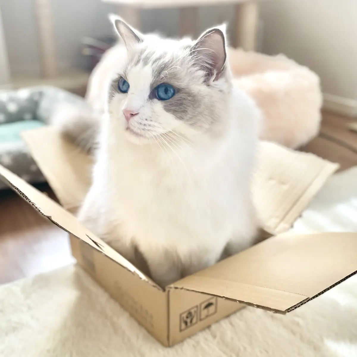 箱に入る下の子