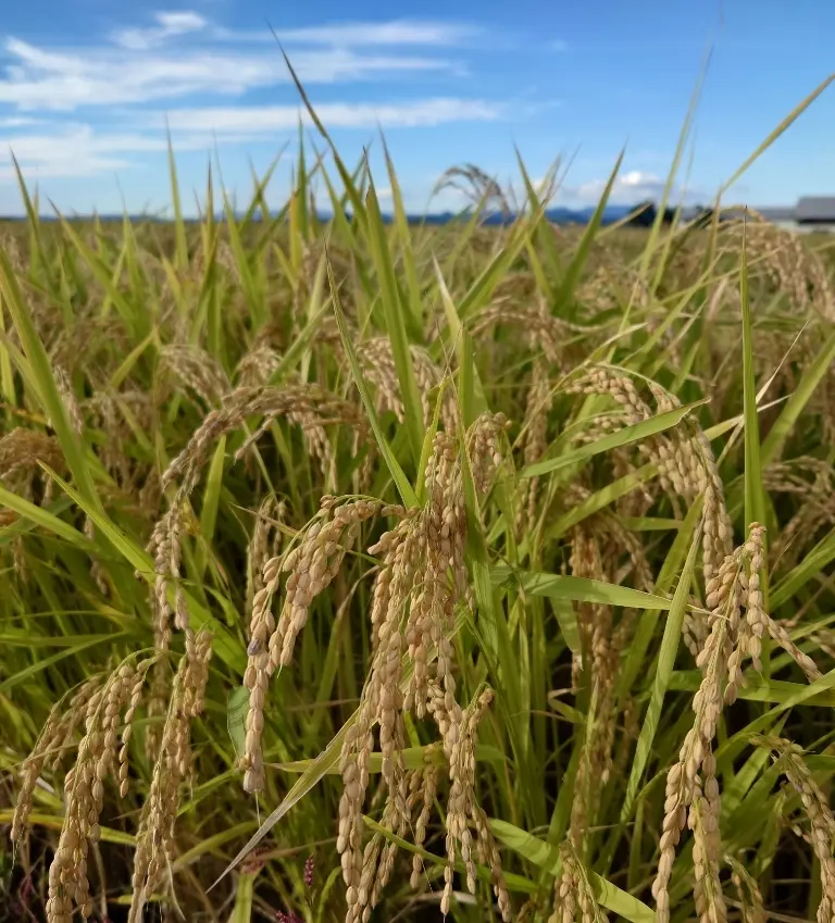 ドライブの田舎風景・稲刈り前の稲