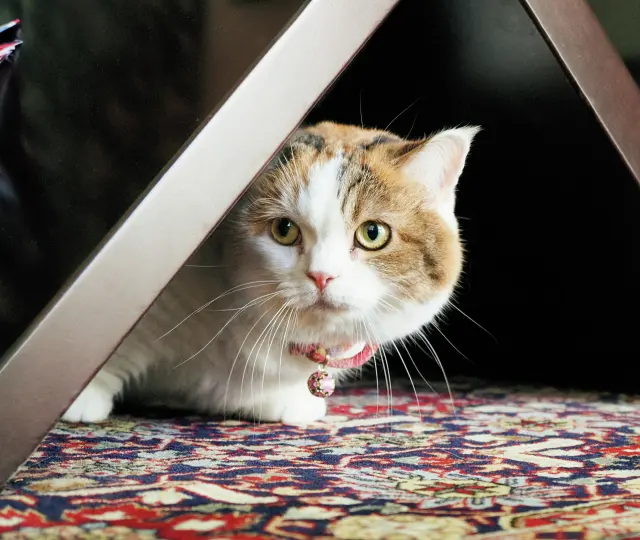 姫子　マンチカン 5歳・♀