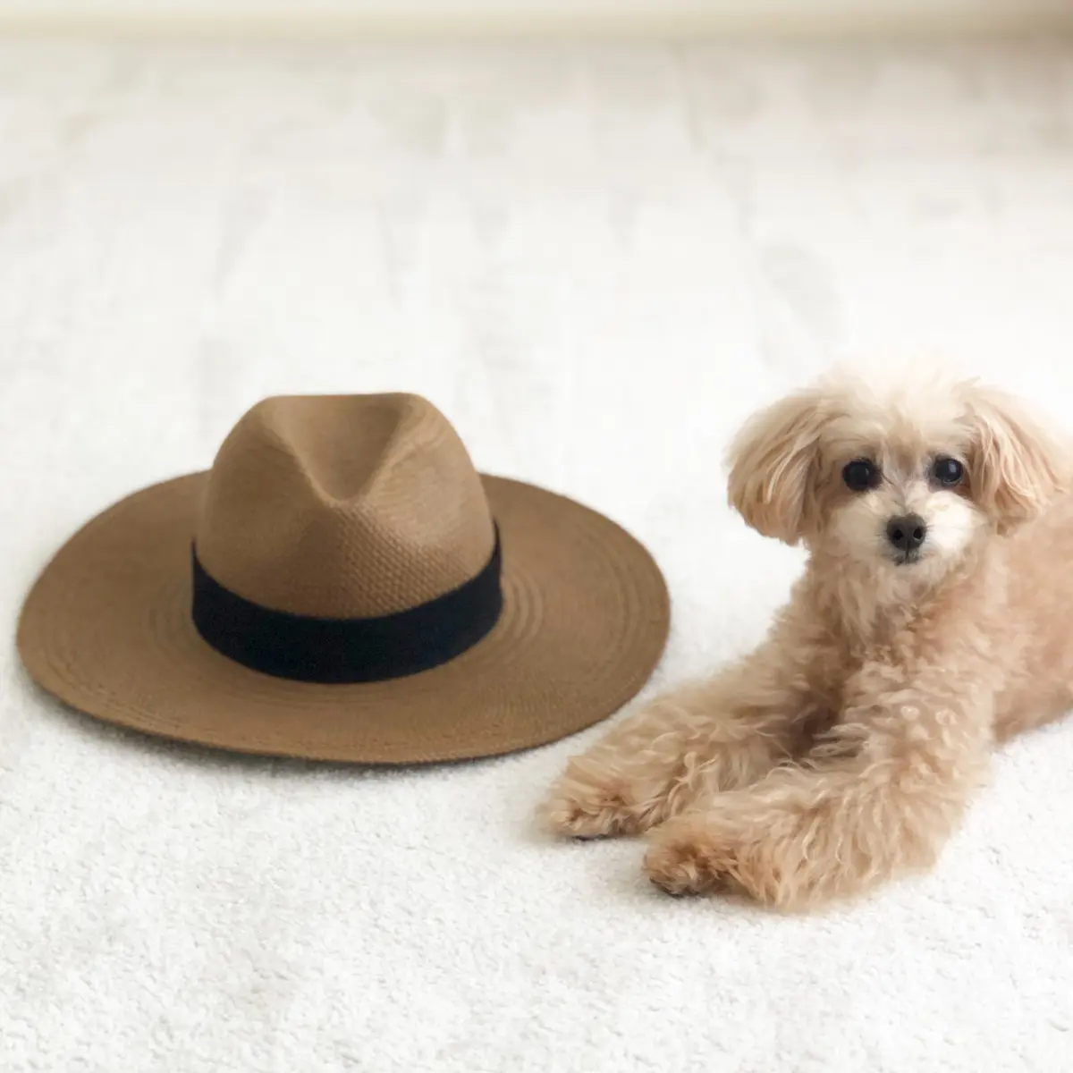 一目惚れしたジャネッサレオンの帽子の画像_1