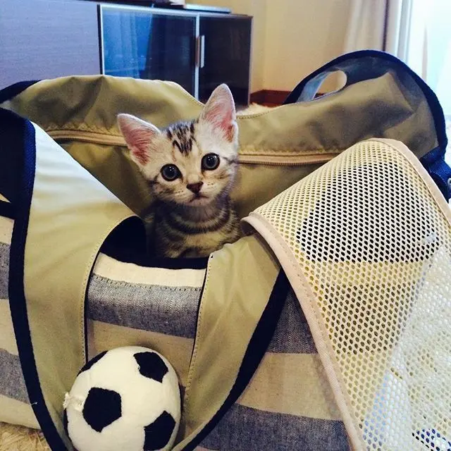 5歳になったよの画像_2