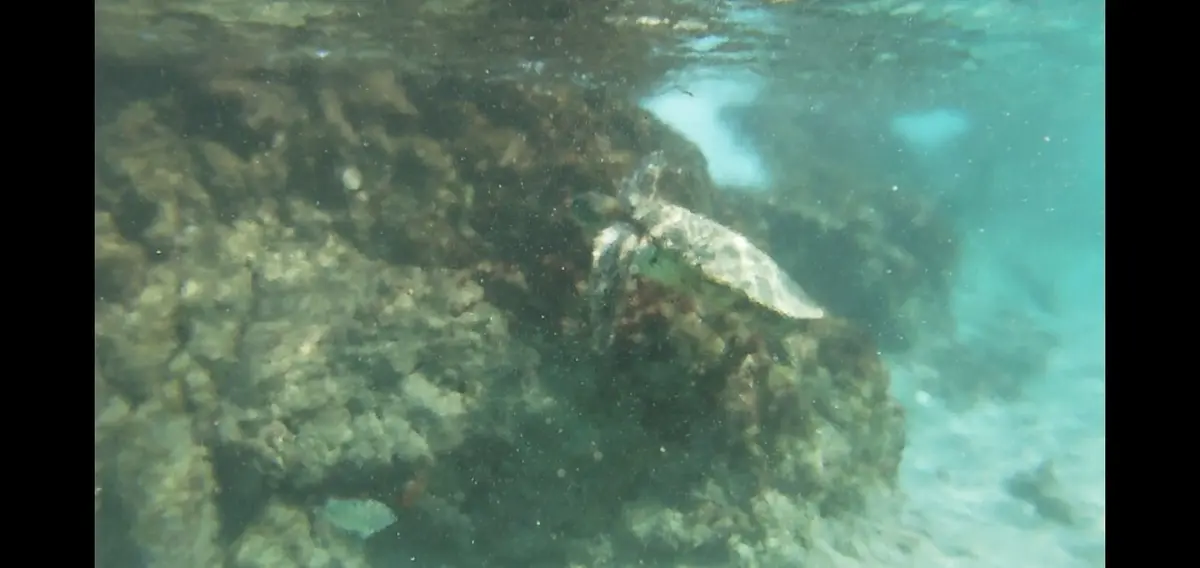 ハワイ島へ♡全米1美しいビーチのあるウェの画像_11