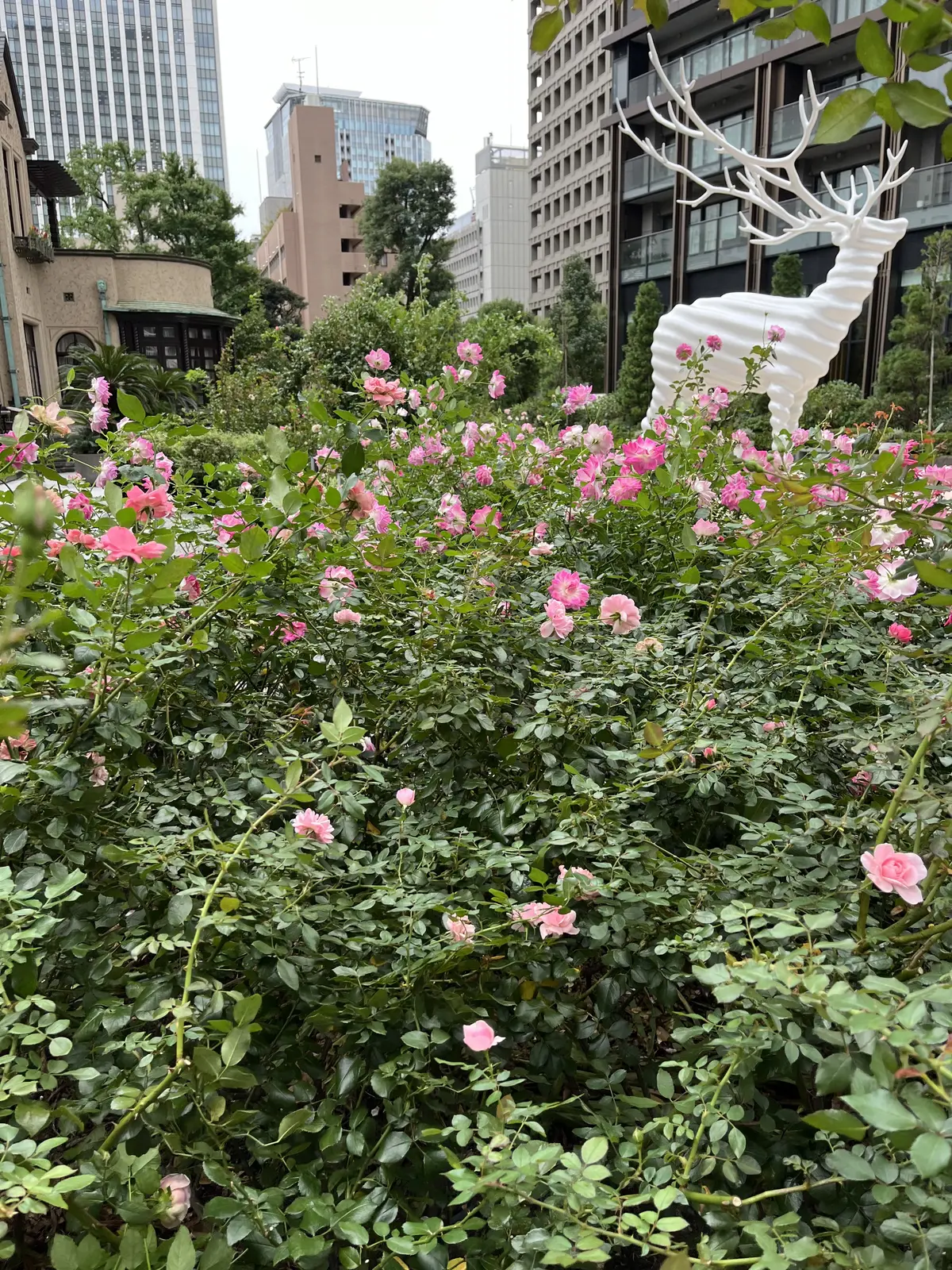 バラとアフタヌーンティーを楽しみにお気にの画像_3