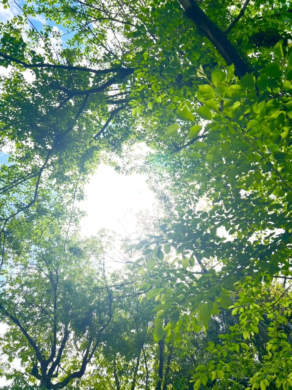 おはようの太陽