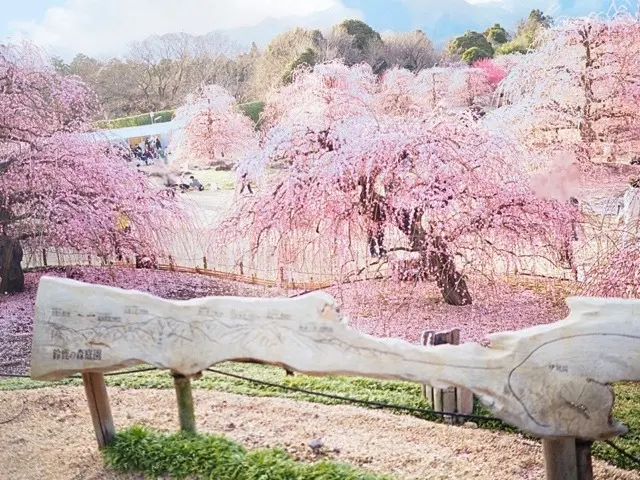 春の新作ZARAワンピで、バンクシーっての画像_10