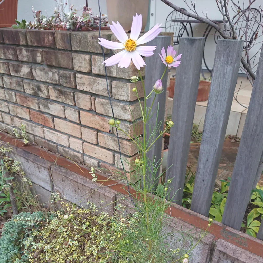 風車とコスモスとパープルスカートのコーデの画像_10