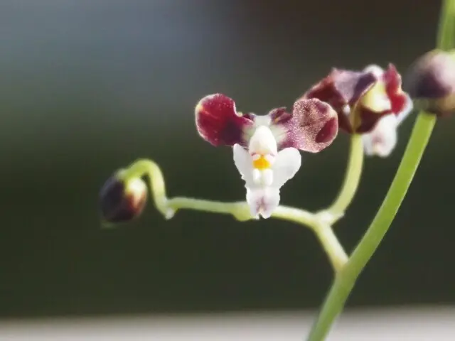 梅も桜も胡蝶蘭まで…花々に囲まれ春の訪れの画像_16