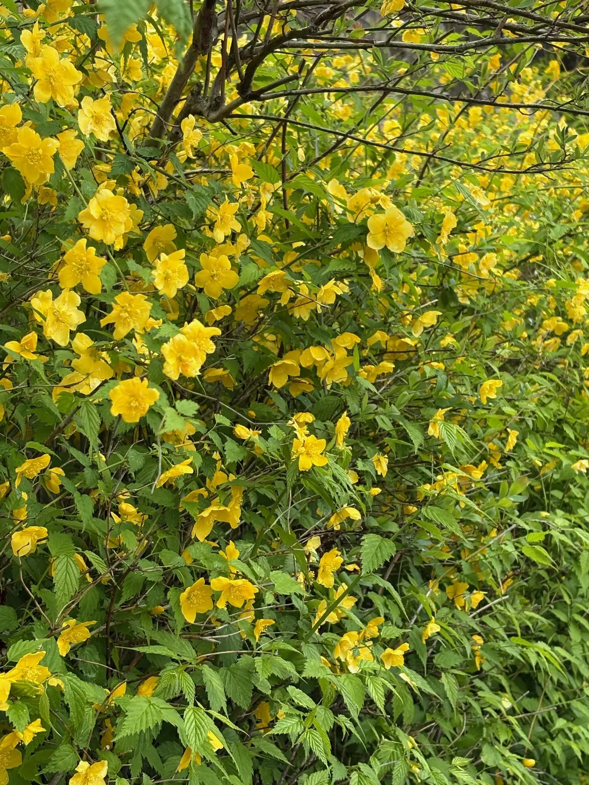 一重咲きの山吹☆まさに山吹色ですね。