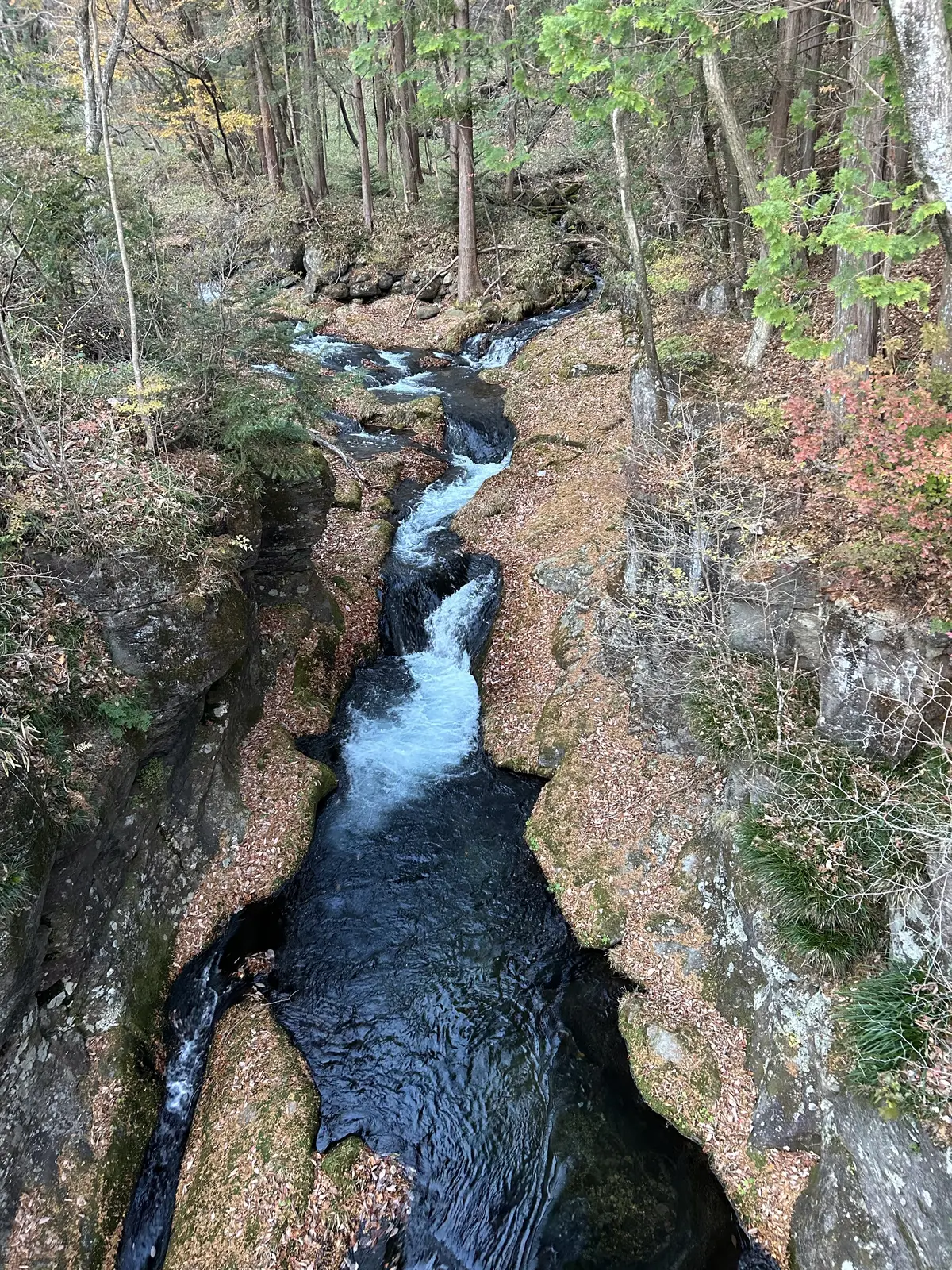 晩秋の那須高原へ紅葉狩りにの画像_12