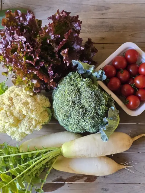 近所でお花見の画像_4