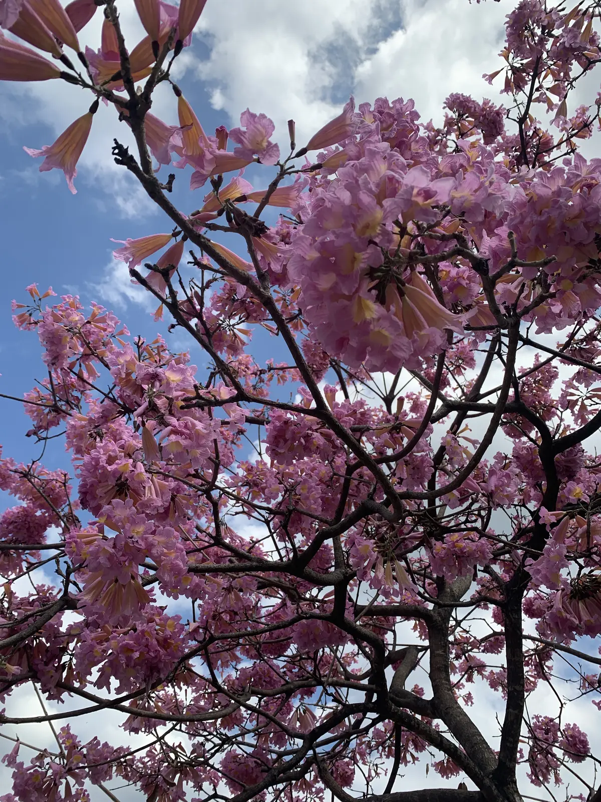 一足早く春を満喫！というかまるで夏のような気候で、びっくり。