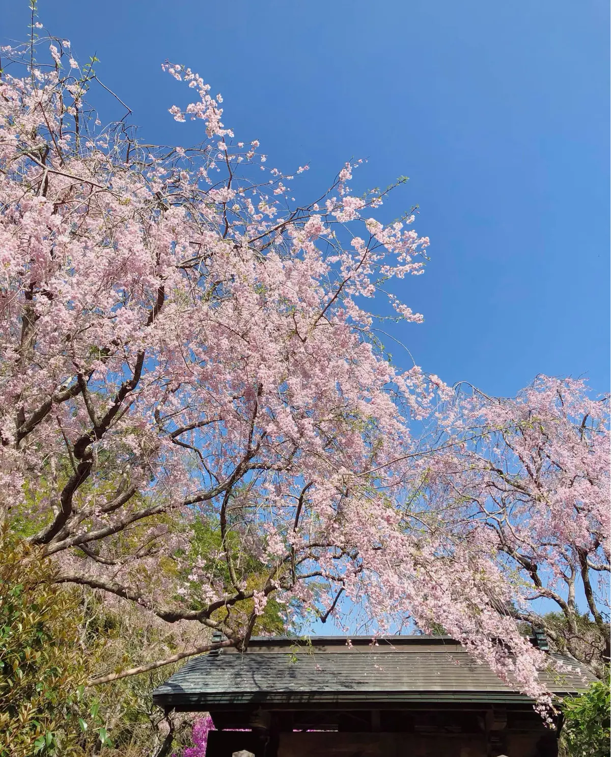 「鎌倉さんぽ」桜の季節とお気に入りの茶寮の画像_19