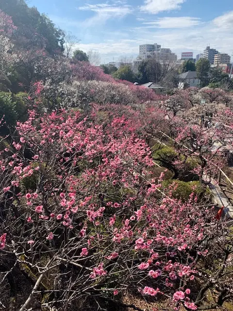 Farewell Blog：今朝の池上梅の画像_3