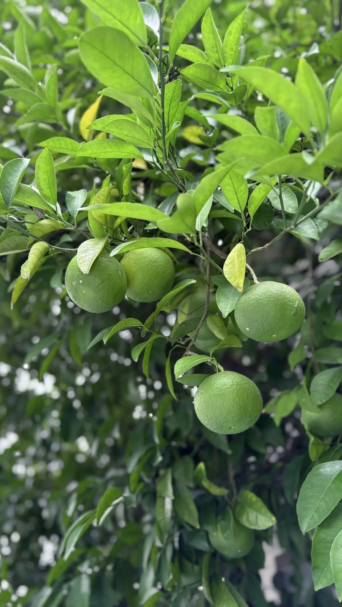 みかんの木　秋の訪れ