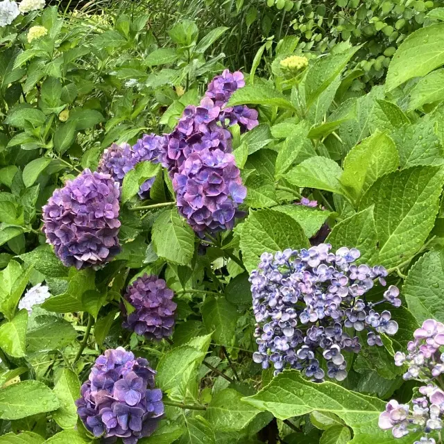 北鎌倉古民家で作る紫陽花の和菓子の画像_12