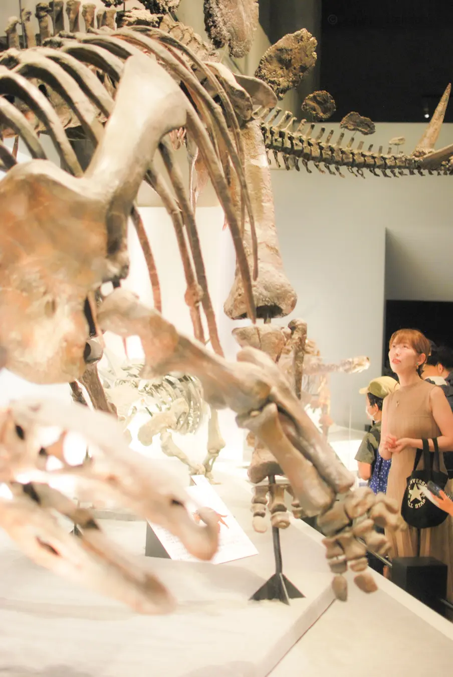 【さかぽんの冒険】ダイナソー🦖に会いに上の画像_3