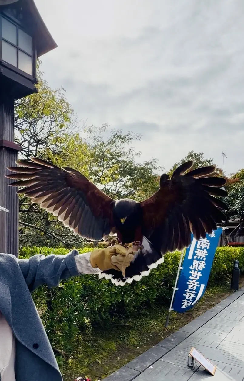 【秋の仙台旅行】「宮島」と「瑞巌寺」で鷹の画像_11
