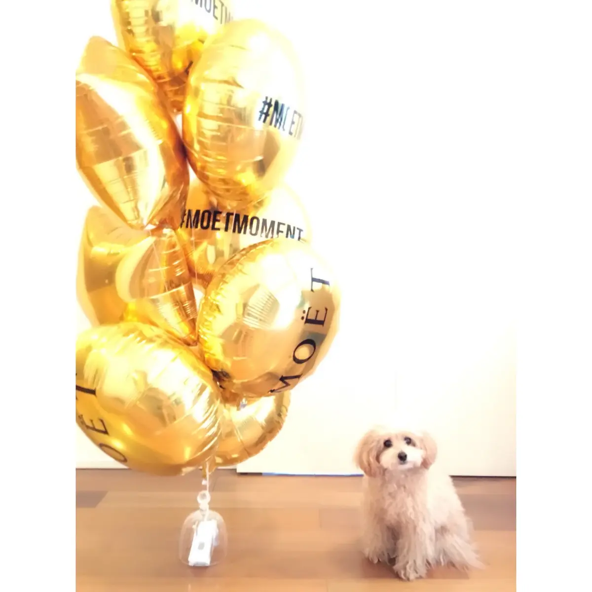 MOËT GRAND DAY の画像_3