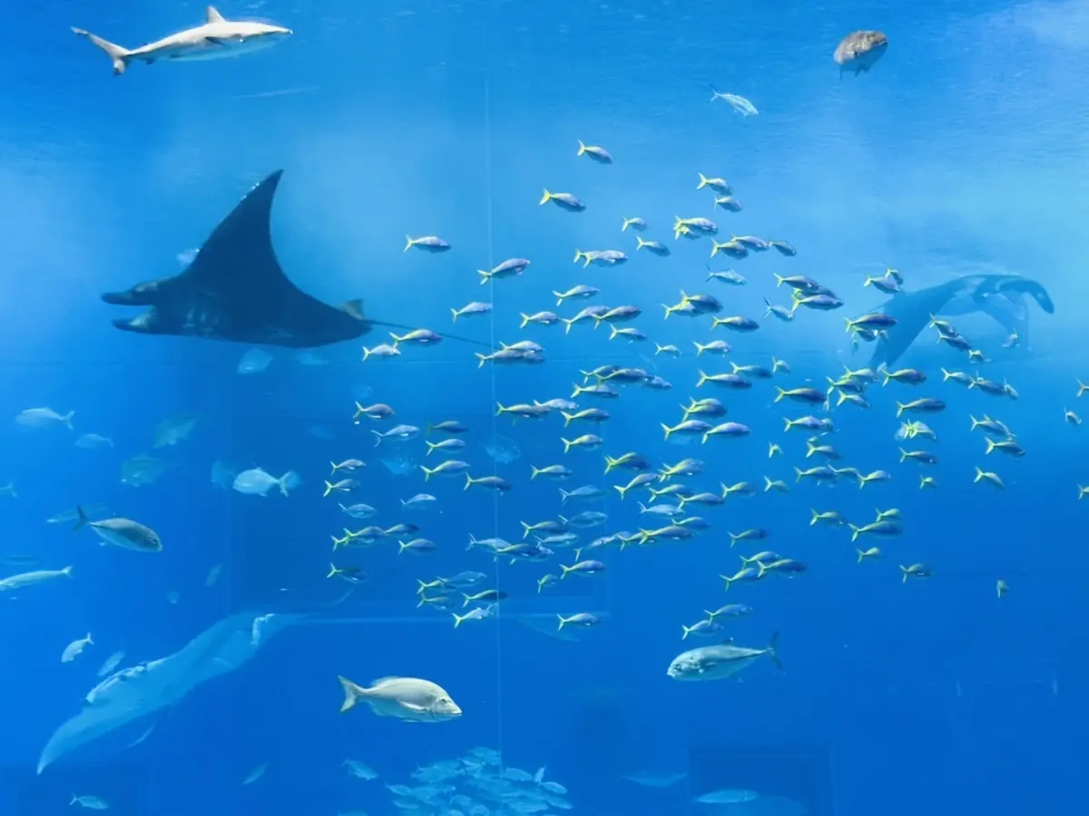 アクアセラピー