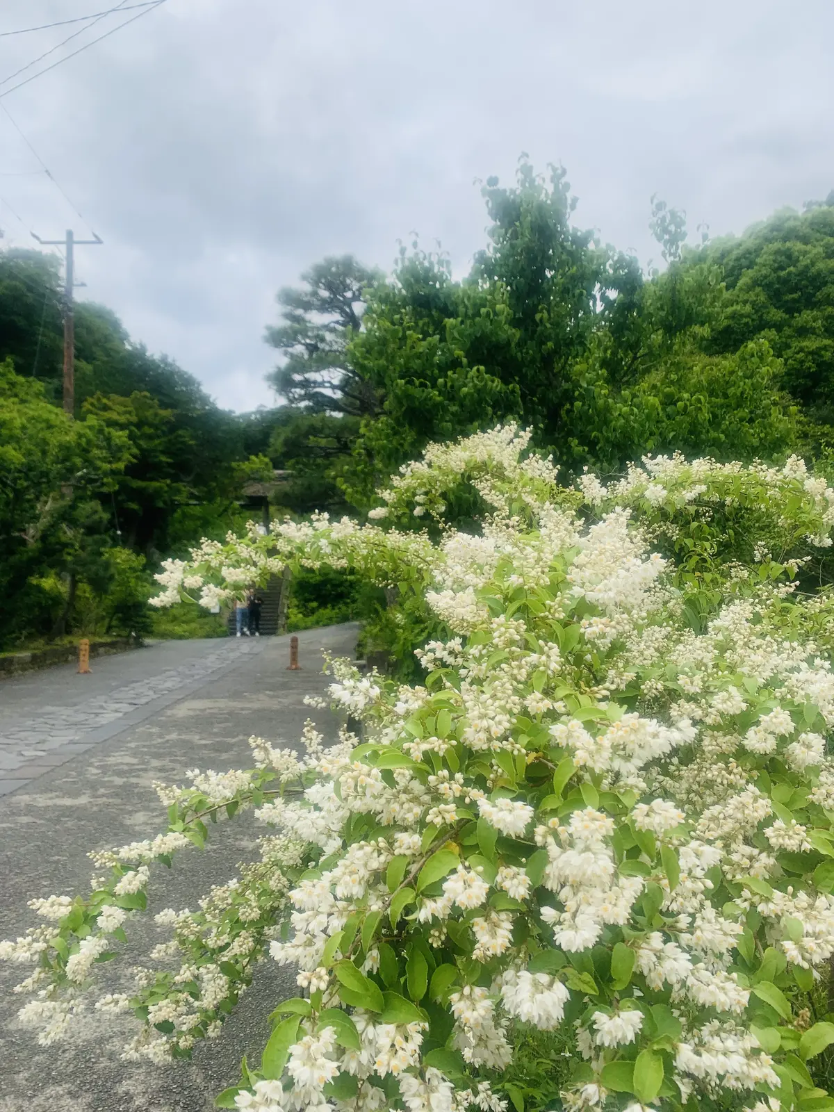 東慶寺の入り口付近に咲く白い花