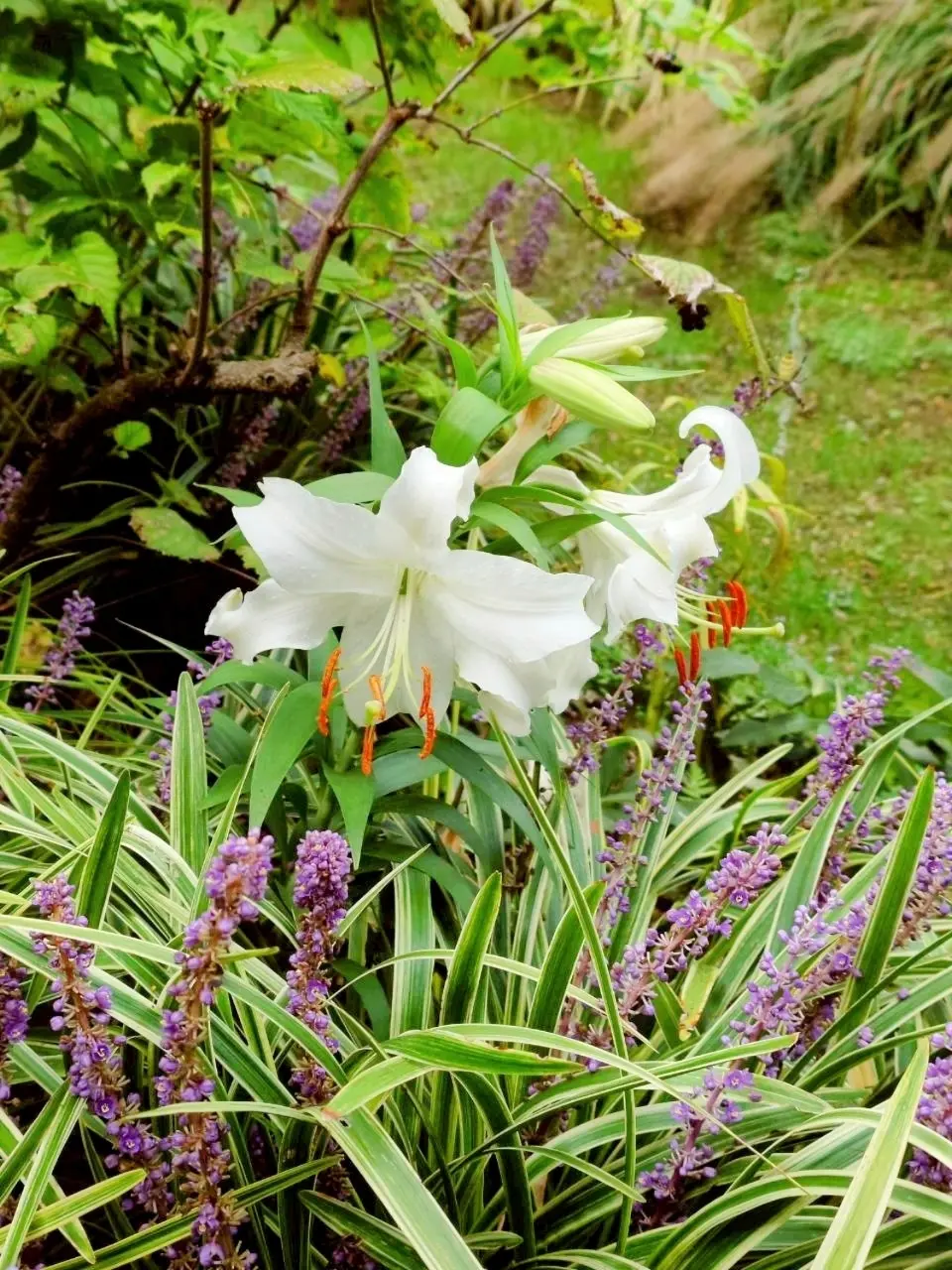 里山ガーデンフェスタ