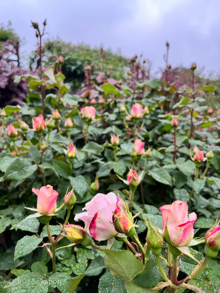 雨のバラ園へ行ってみた@横浜イングリッシの画像_4