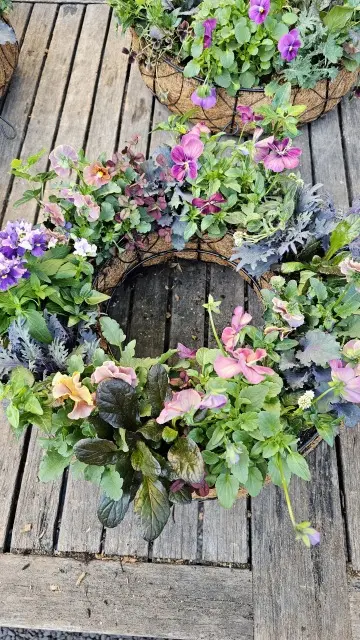 パンジーの寄せ植えリース作りの画像_1