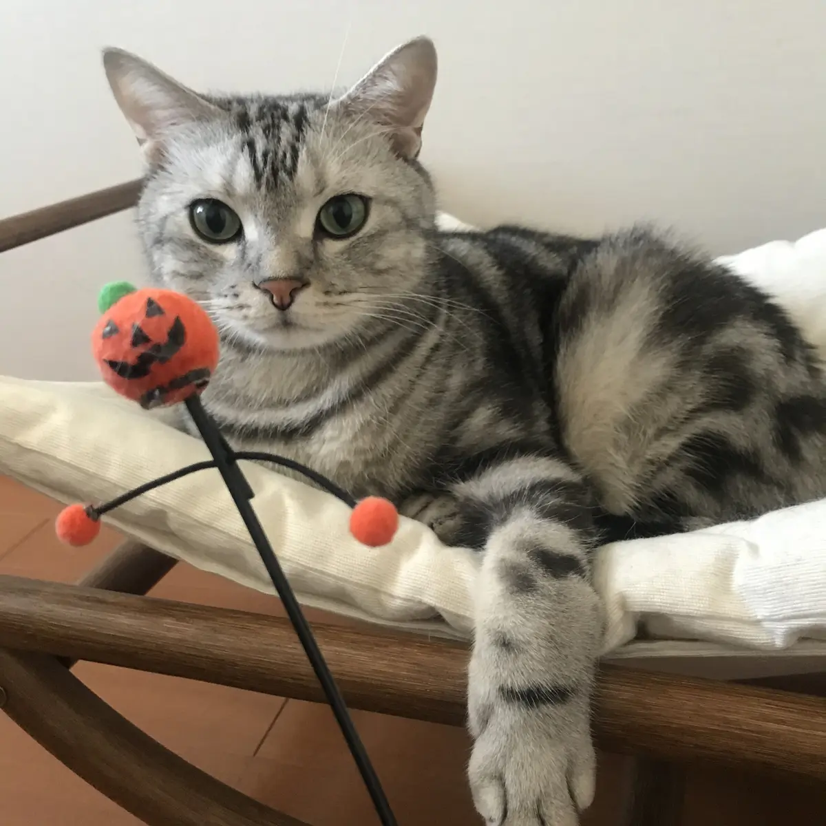 コスプレなし！猫とハロウィンを楽しむ方法の画像_3