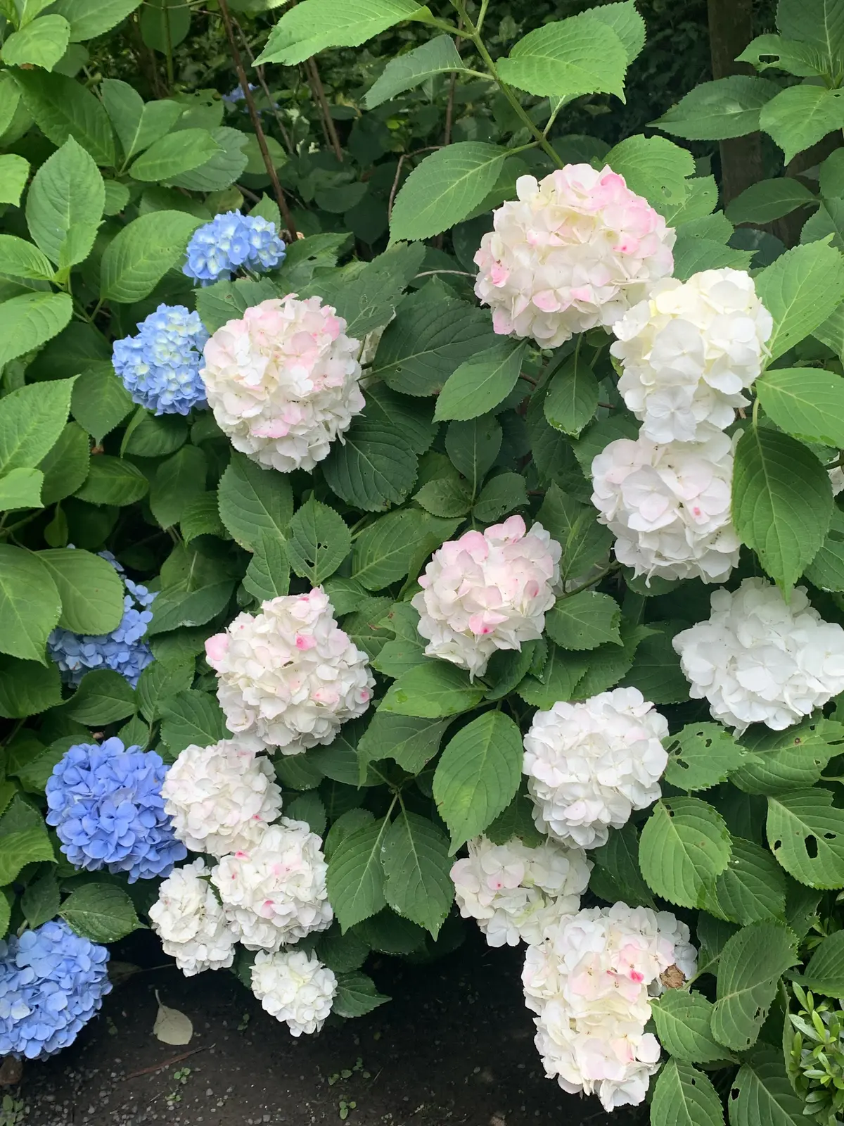 明月院紫陽花　青と白とピンク