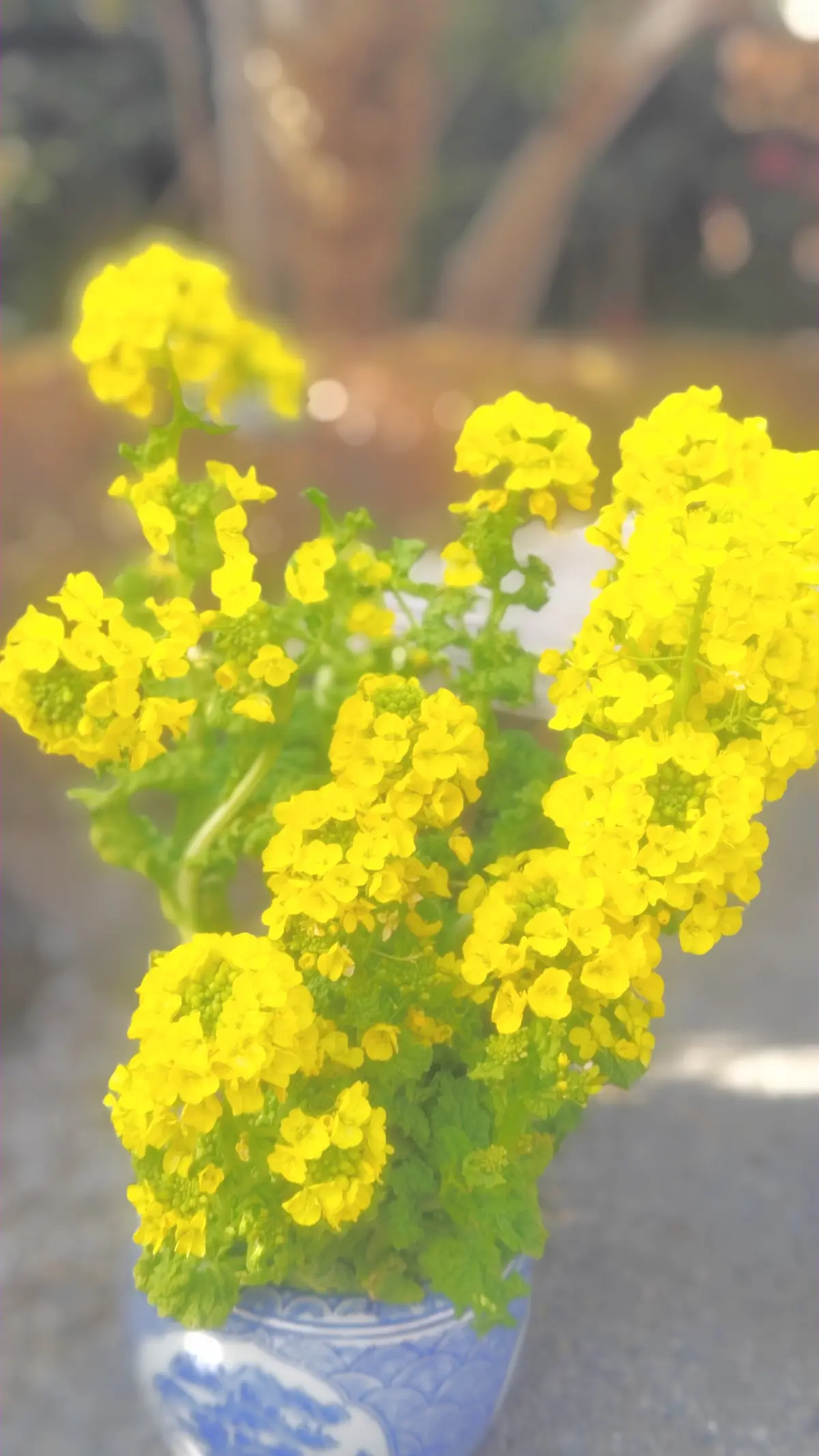 大人の遠足【上野東照宮ぼたん苑】アラフィの画像_8