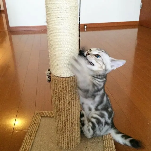 こどもの日の画像_3