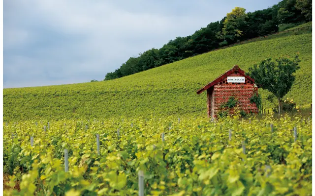 『Bollinger R.D. 2008』5