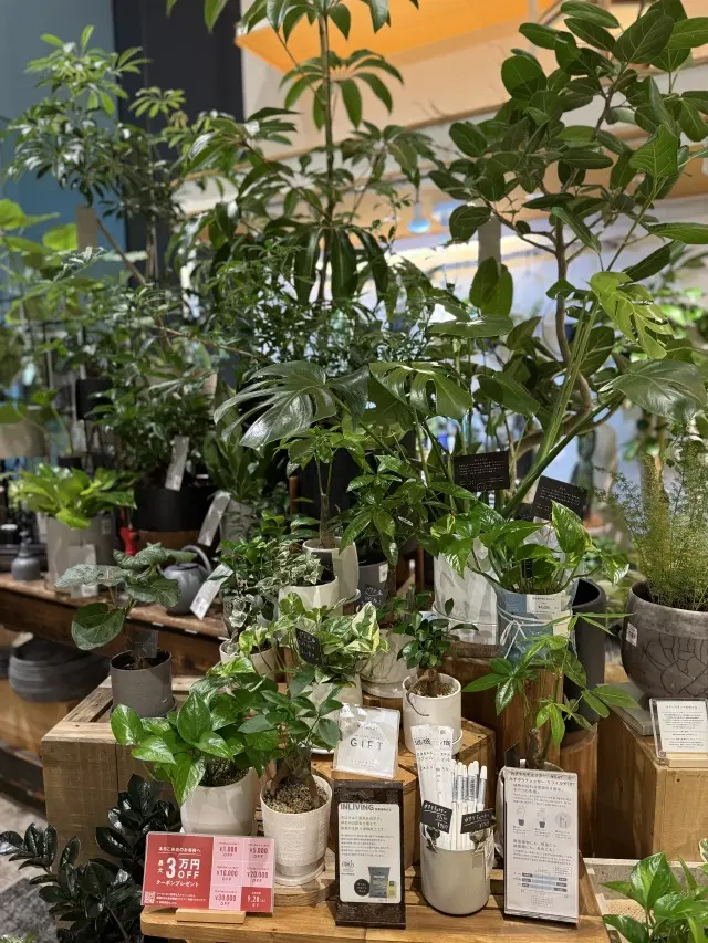 秋はモカ色のティアードワンピースで大阪満の画像_17