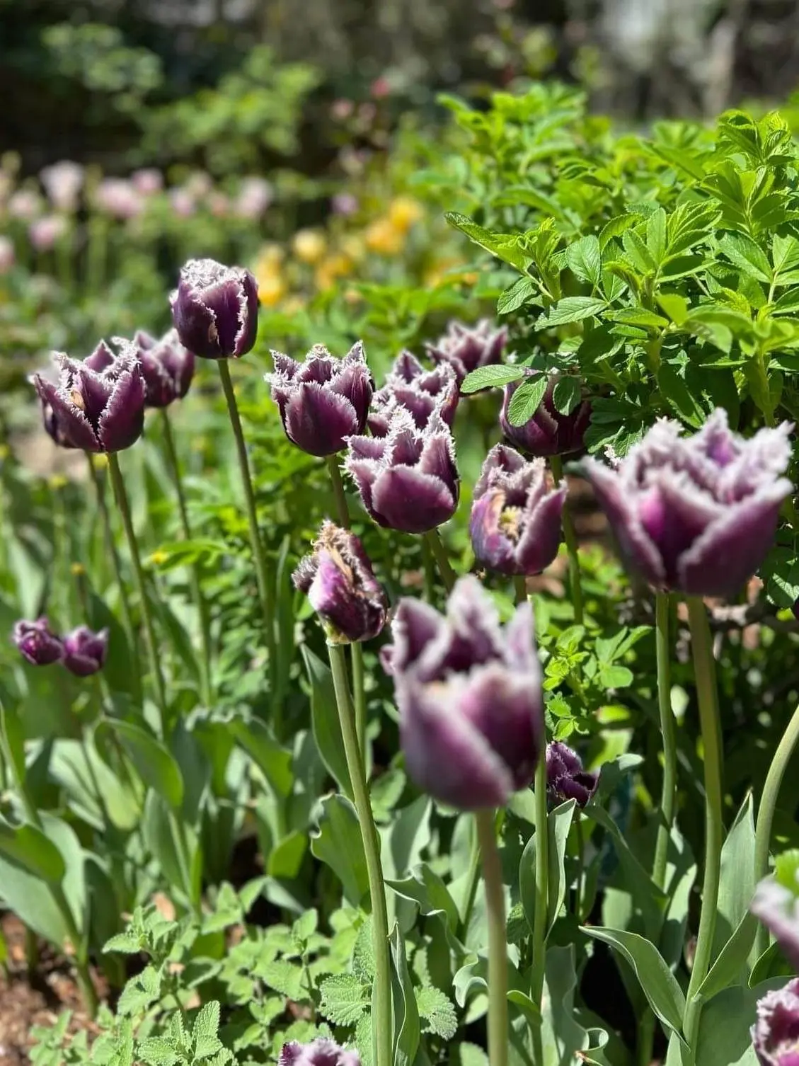 コピスガーデン